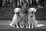 Portrait Aufnahme Portrait Aufnahme
