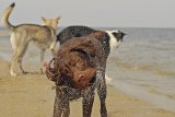 Hundeschule Berlin: Ostsewochenende