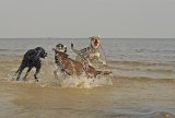 Hundeschule Berlin : Ostseewochenende