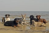 Hundeschule Berlin : Ostseewochenende