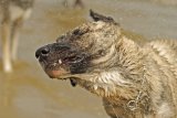 Hundeschule Berlin : Ostseewochenende