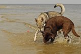 Hundeschule Berlin : Ostseewochenende