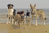 Hundeschule Berlin : Ostseewochenende