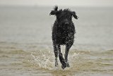 Hundeschule Berlin : Ostseewochenende