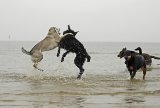 Hundeschule Berlin : Ostseewochenende