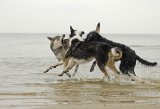 Hundeschule Berlin : Ostseewochenende