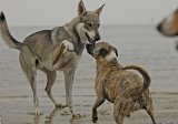 Hundeschule Berlin : Ostseewochenende